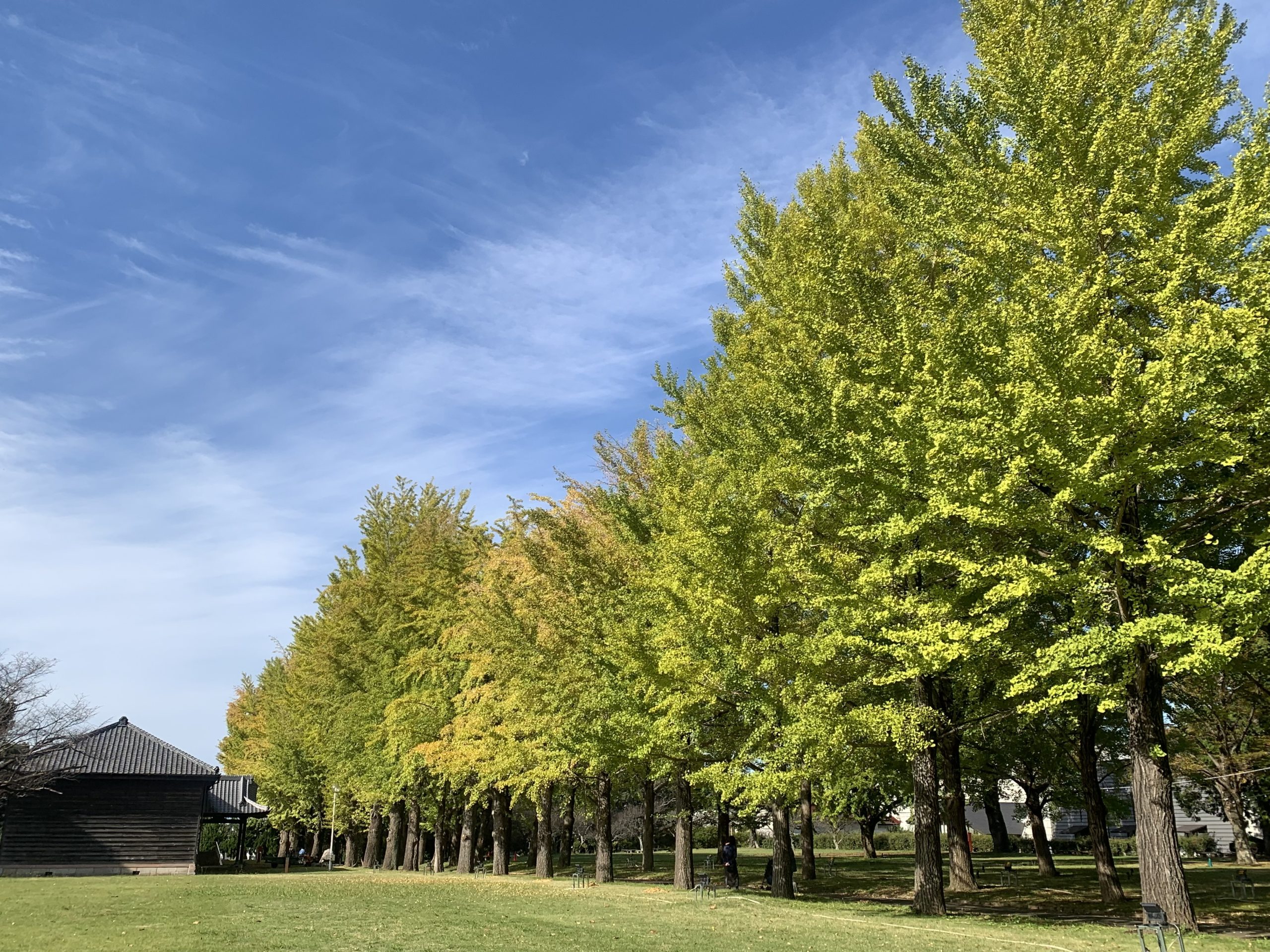 10月31日いちょう並木