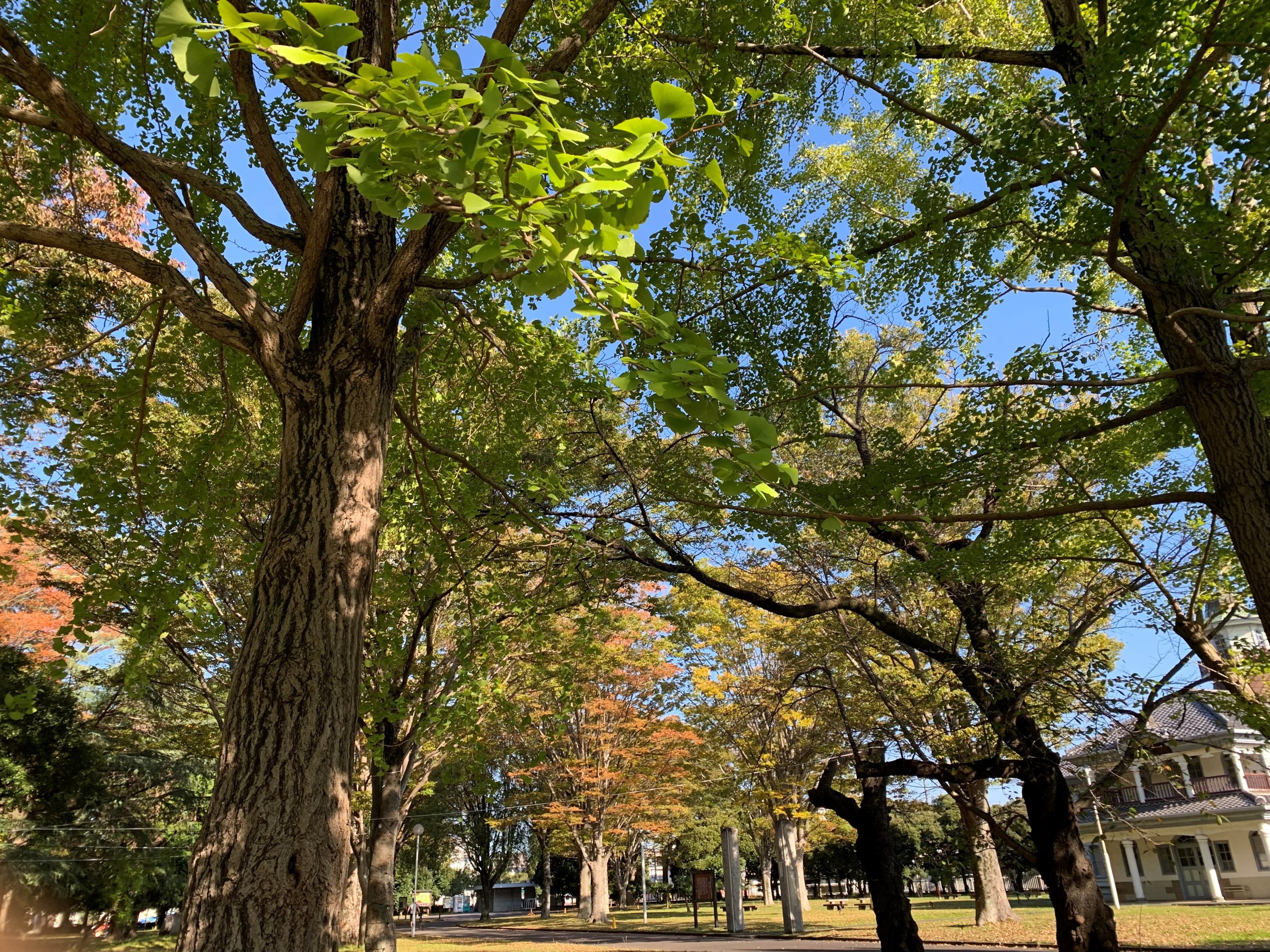 11月4日庭園