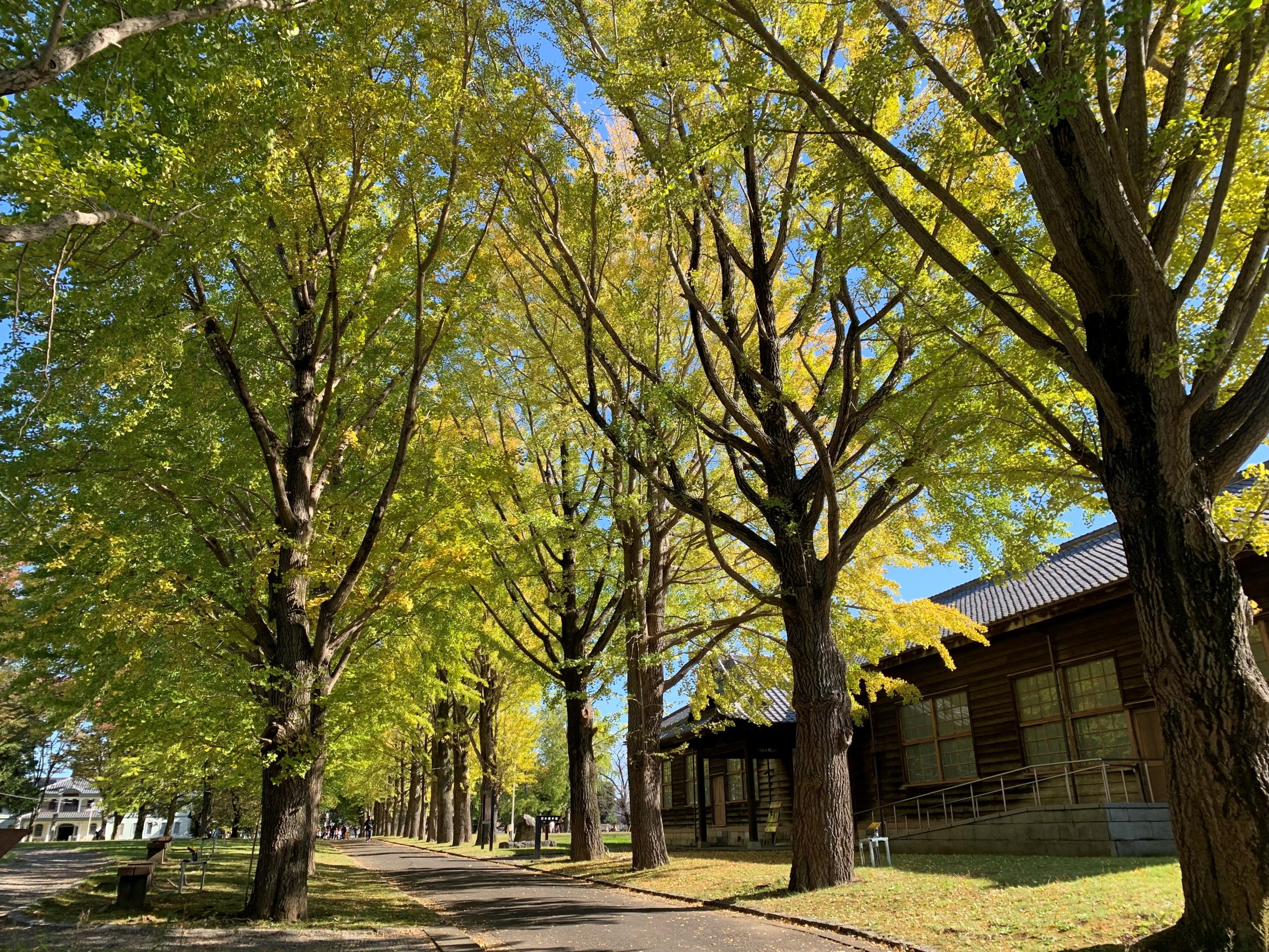 11月8日いちょう並木