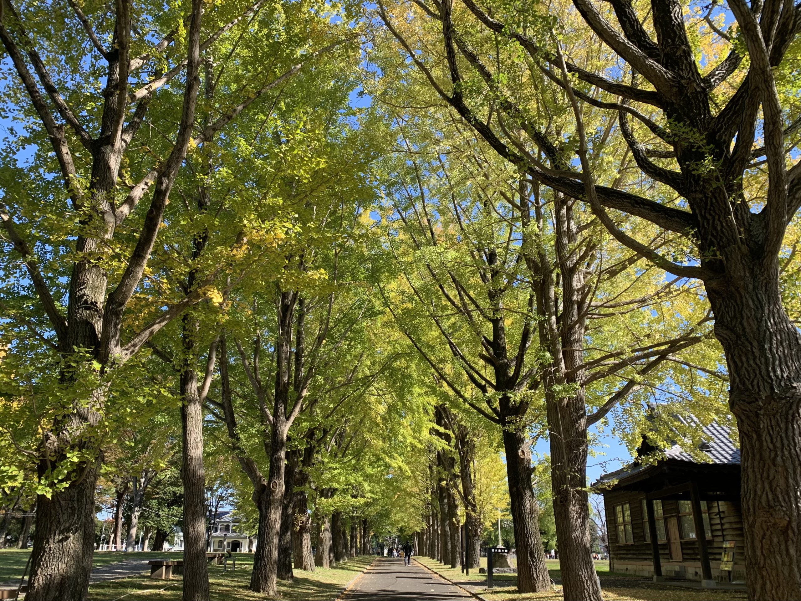 11月8日いちょう並木