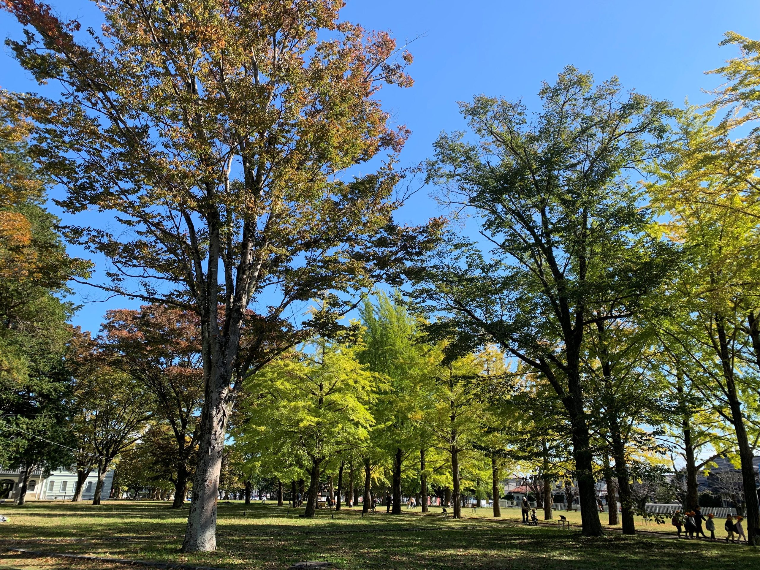 11月8日庭園