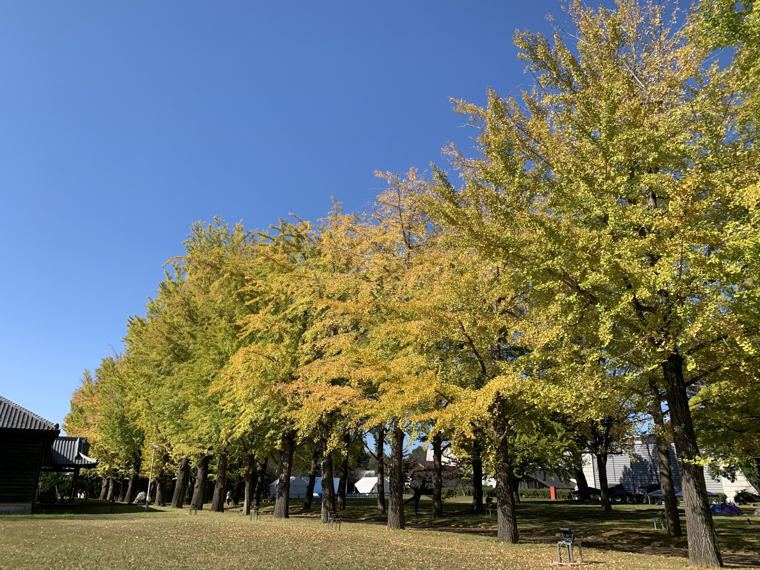 11月12日いちょう並木