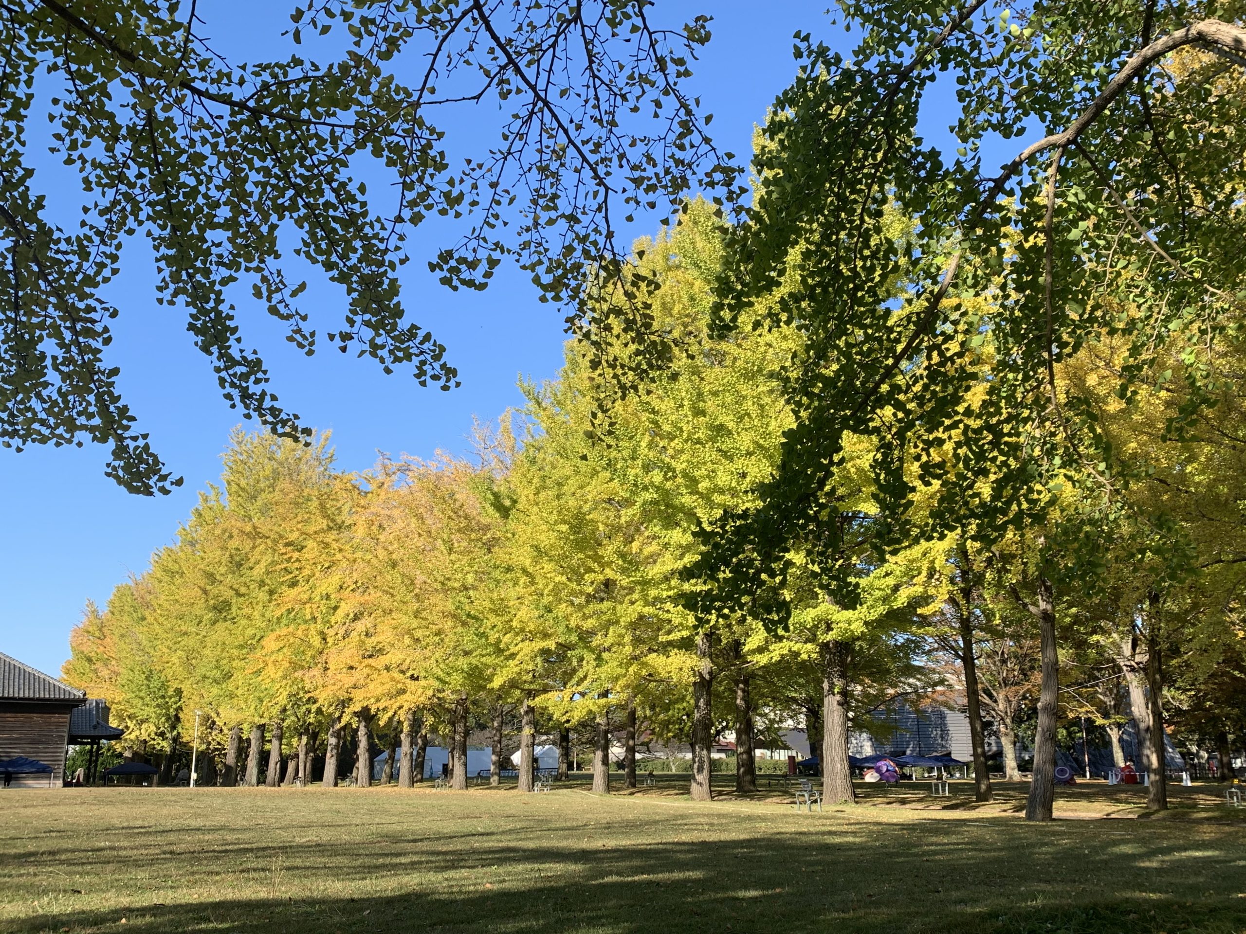 11月13日いちょう並木