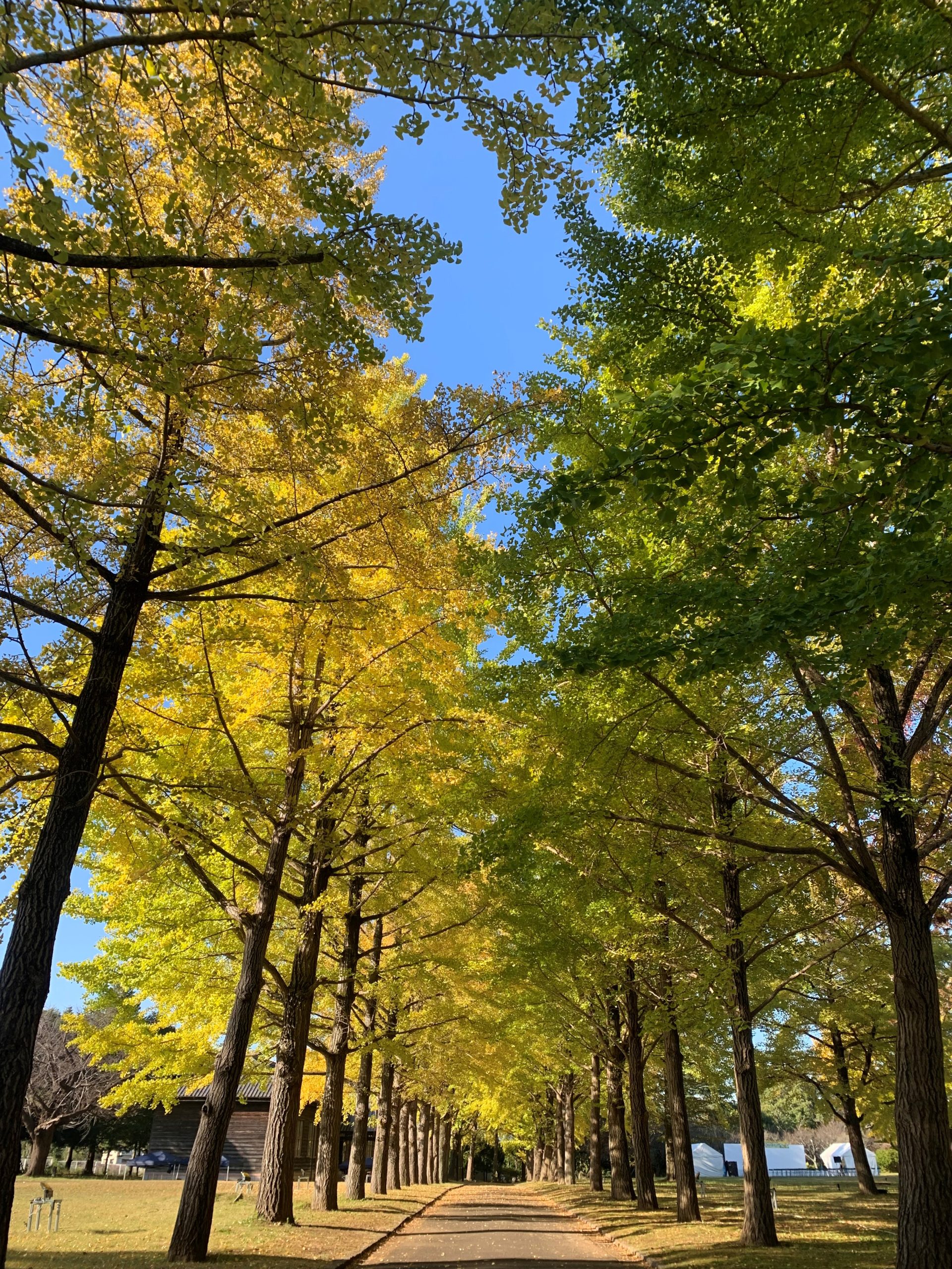 11月13日いちょう並木