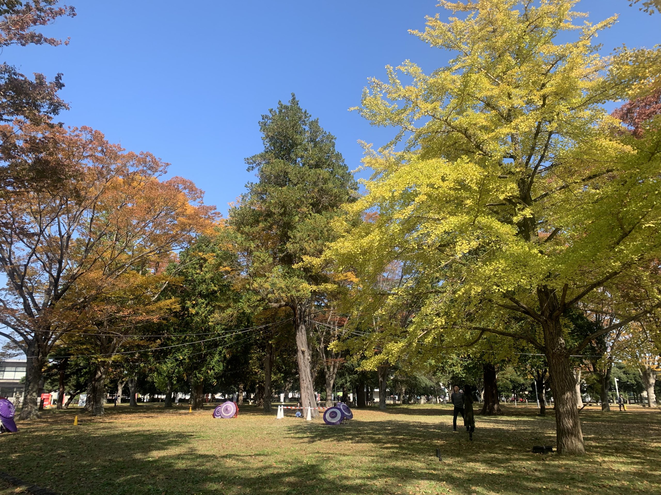 11月14日庭園