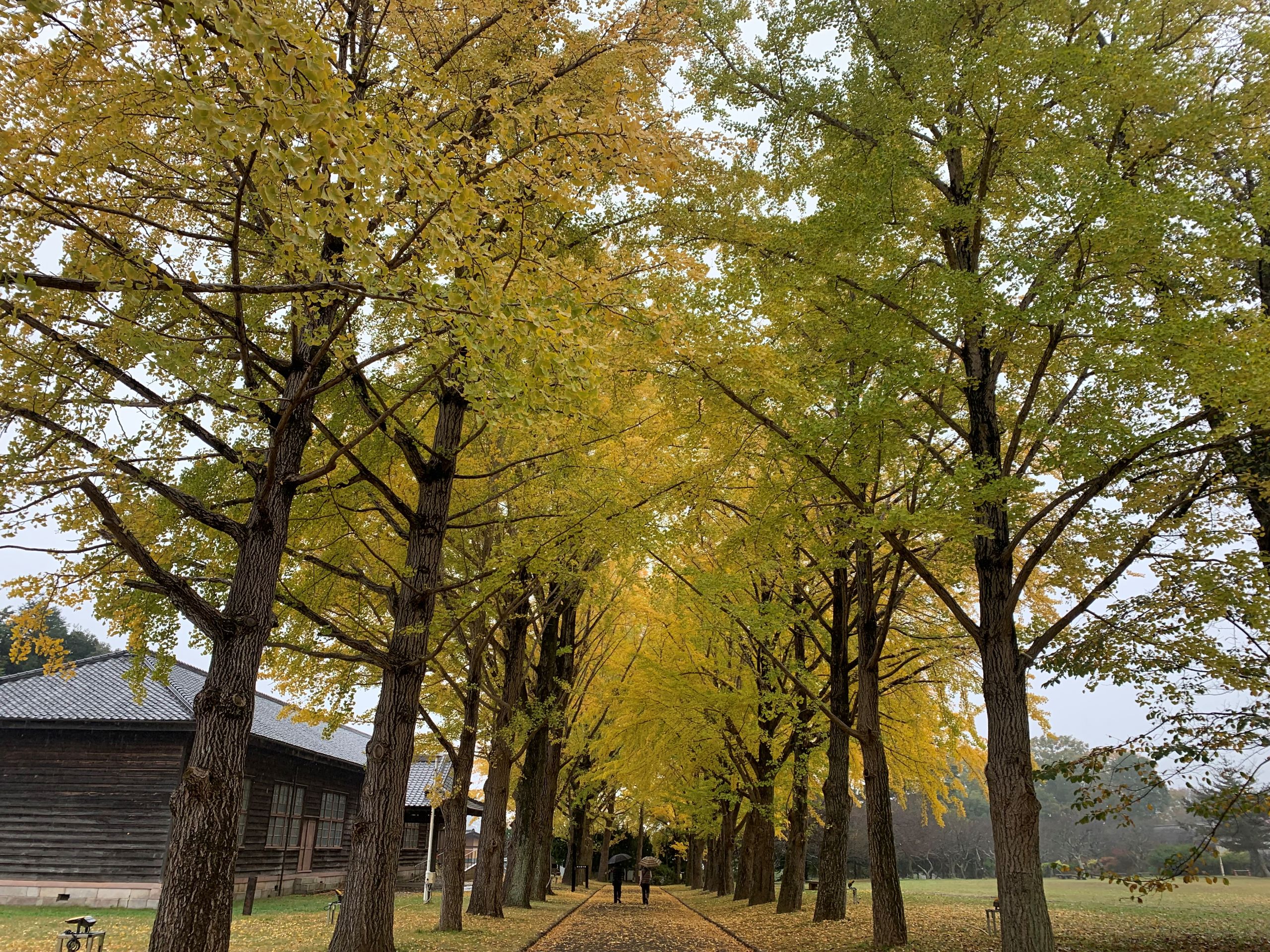 11月17日いちょう並木