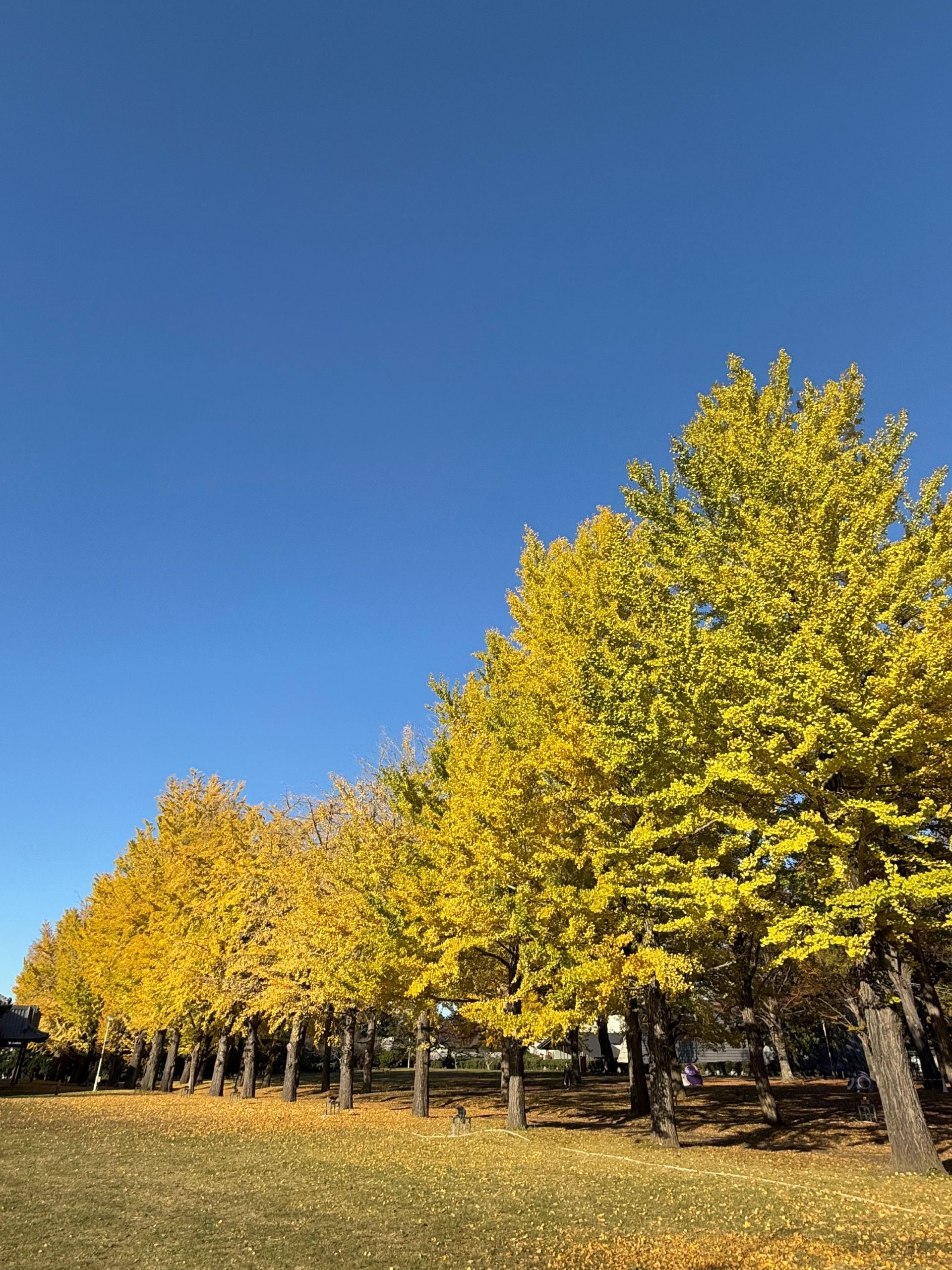 11月19日いちょう並木