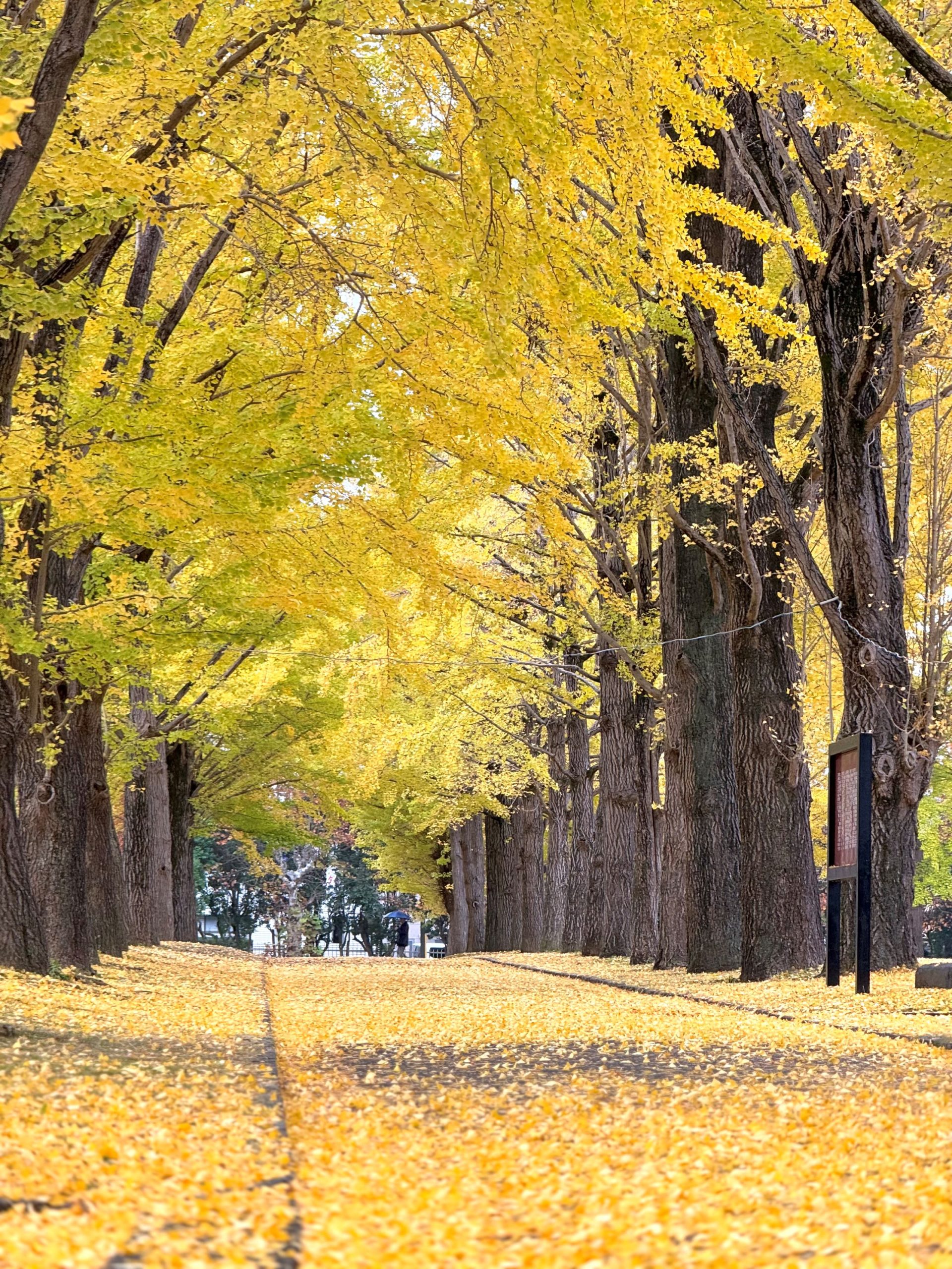 11月21日いちょう並木