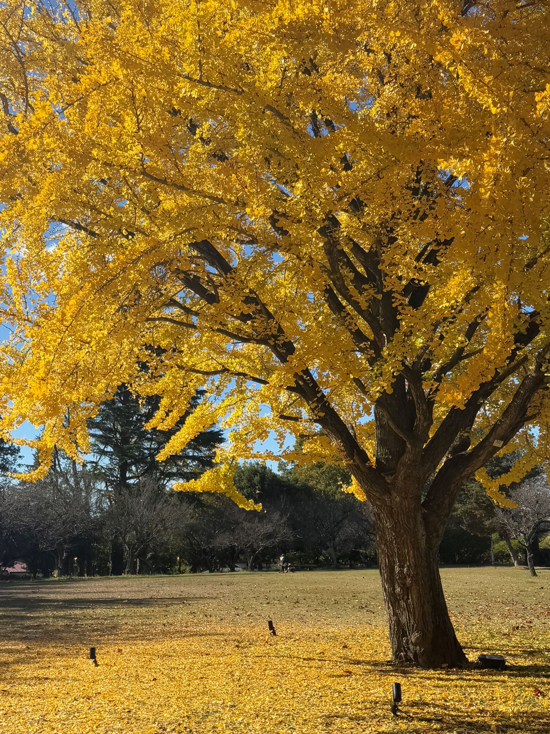 11月23日庭園