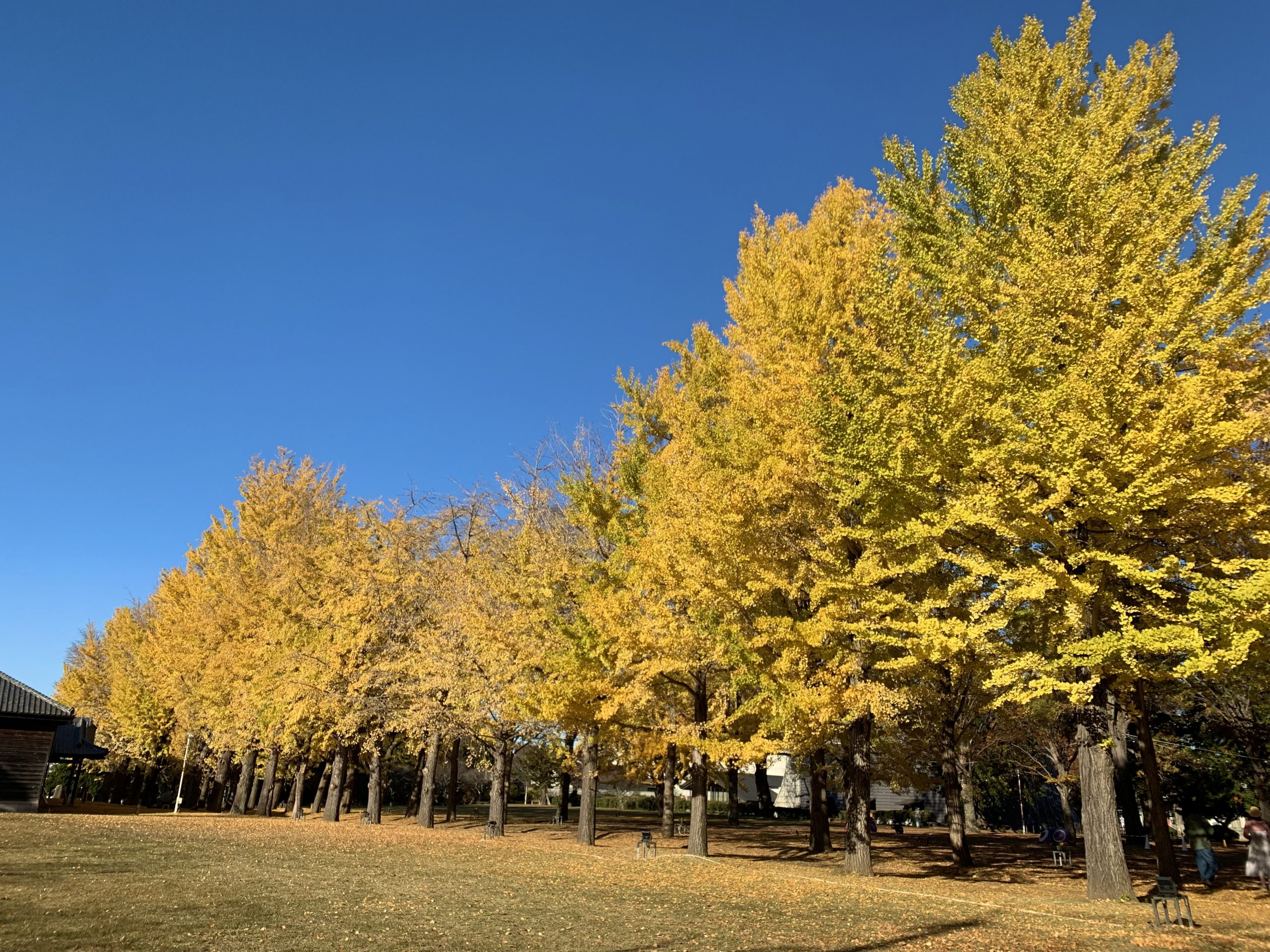 11月24日いちょう並木