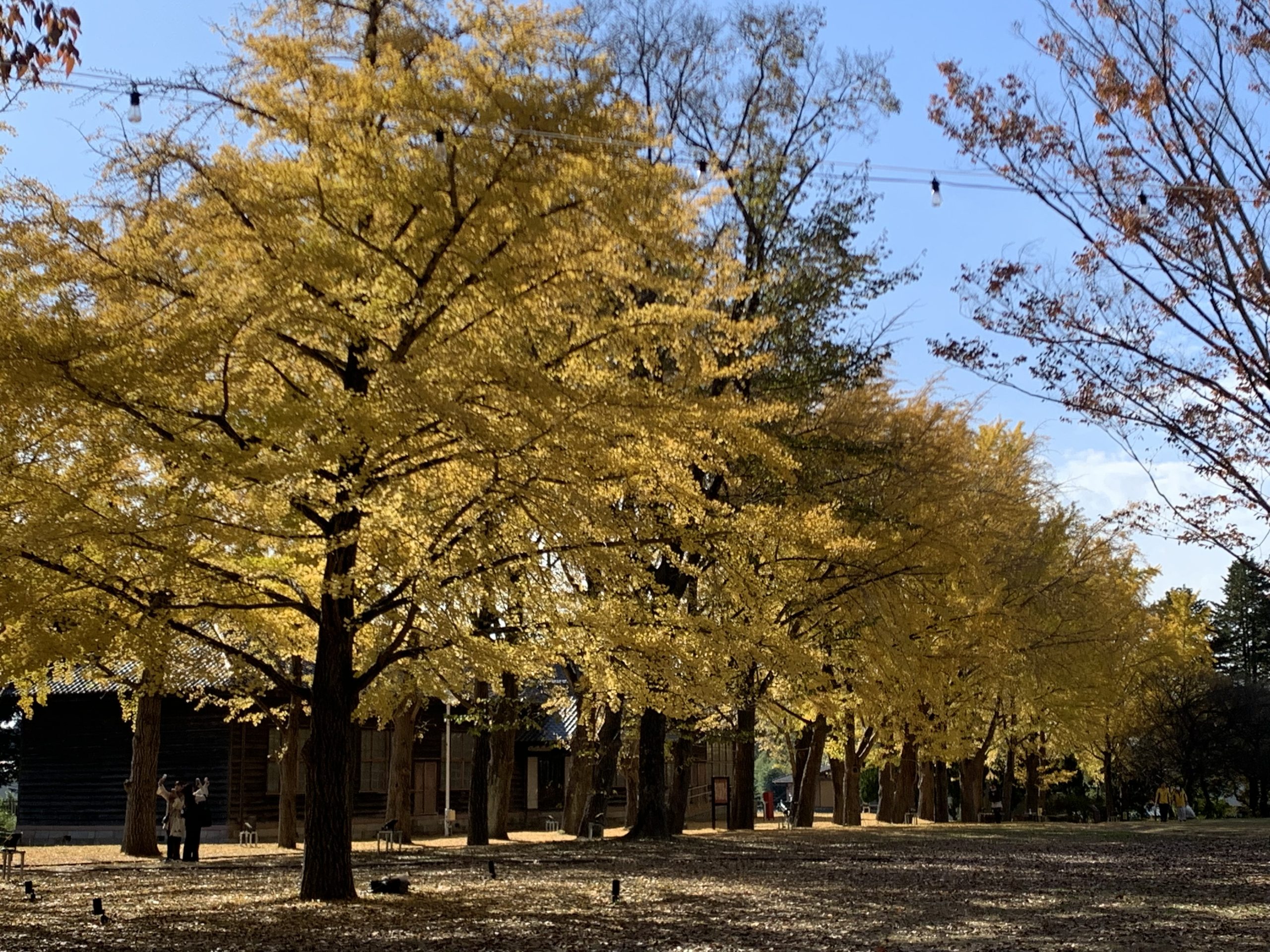 11月26日いちょう並木