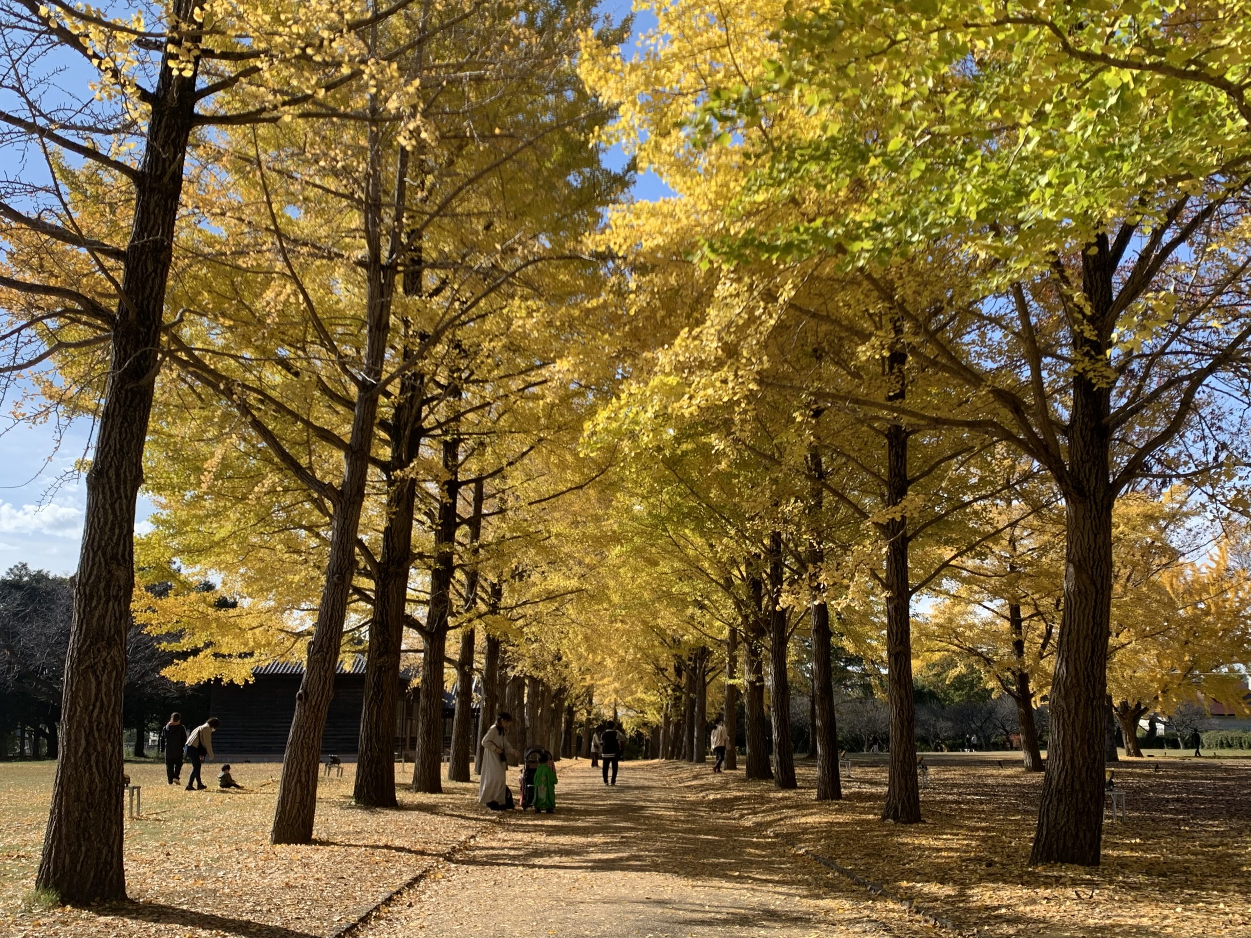 11月26日いちょう並木