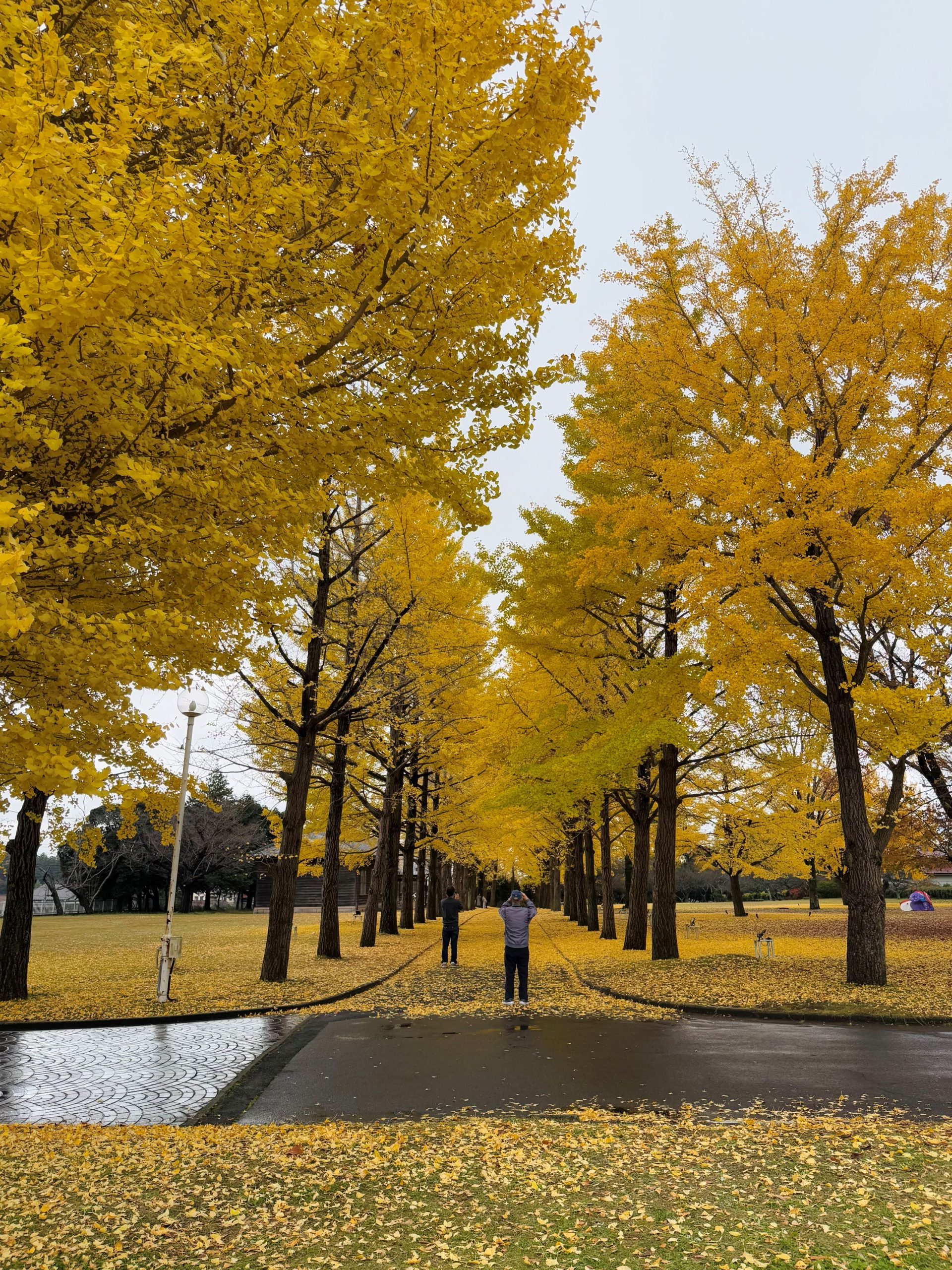 11月27日いちょう並木