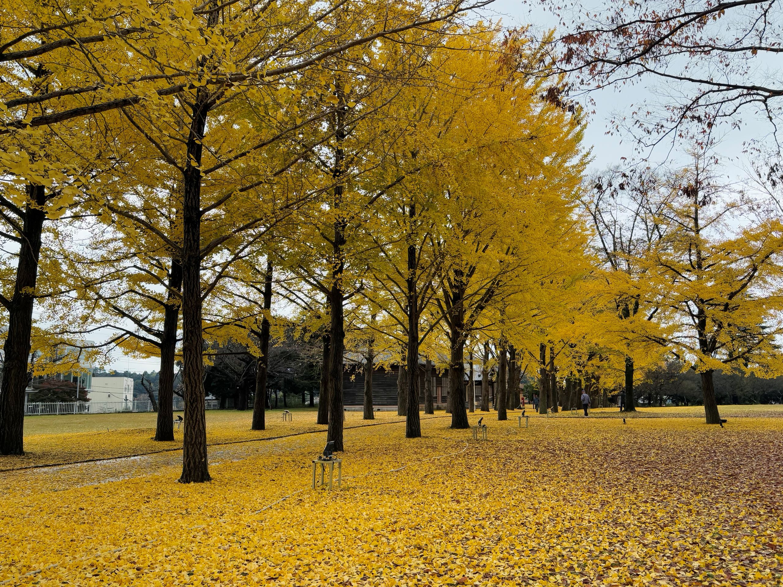 11月27日いちょう並木