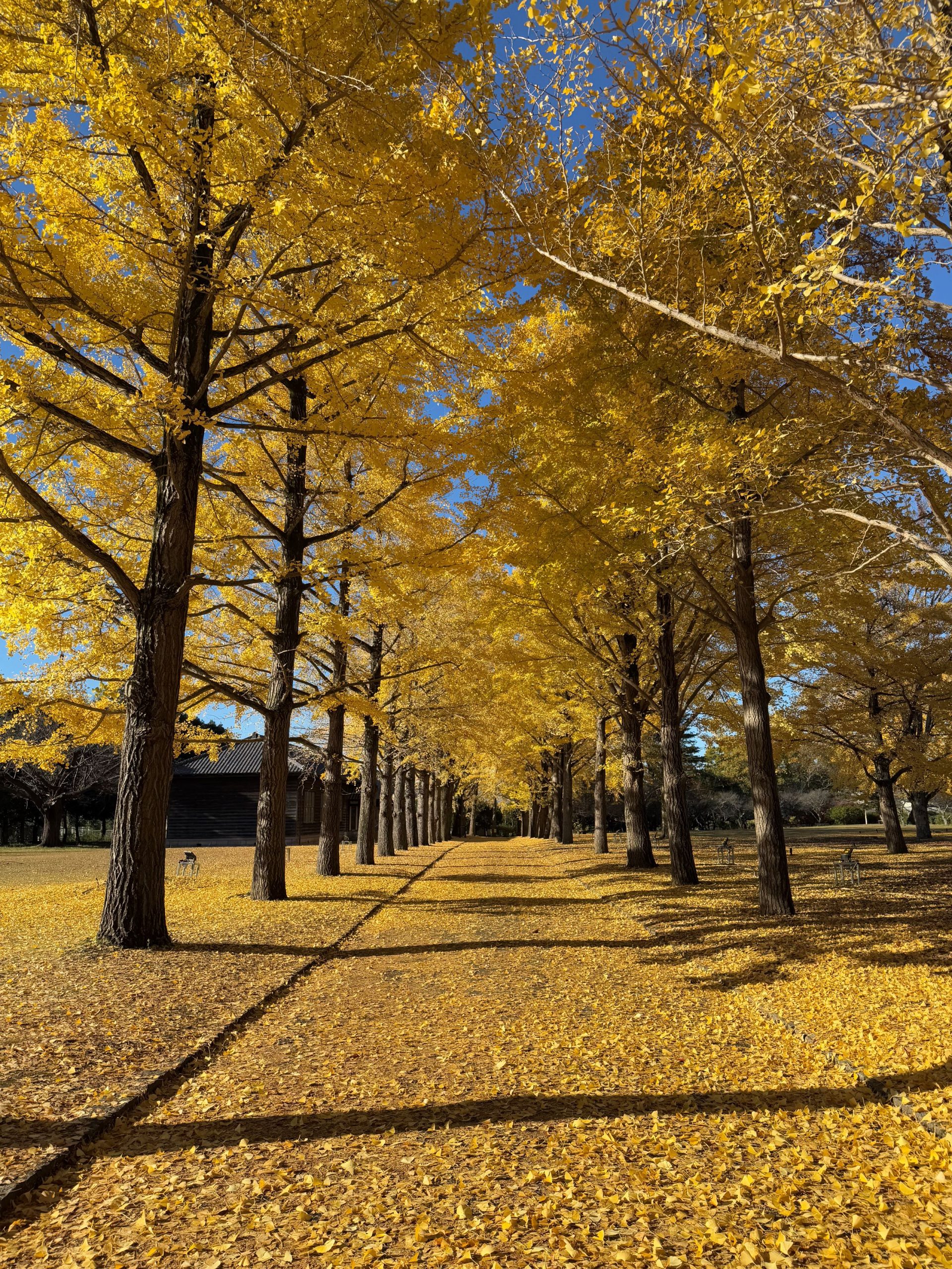 11月28日いちょう並木